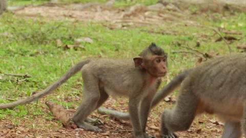 Monkeys hanging around on the grass Stock Footage 241352106