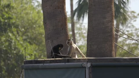 Monkeys hanging out on rooftop Stock Footage 301104543