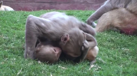 Monkeys having fun on the grass Stock Footage 52196437