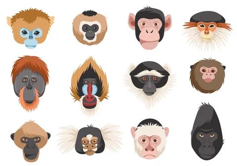Monkeys heads. Different breeds primates portraits, funny exotic animals Stock Illustration