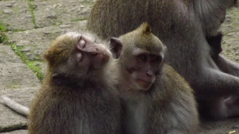 2 Monkeys Hugging Stock Videos – Royalty-Free HD & 4K Videos | Pond5