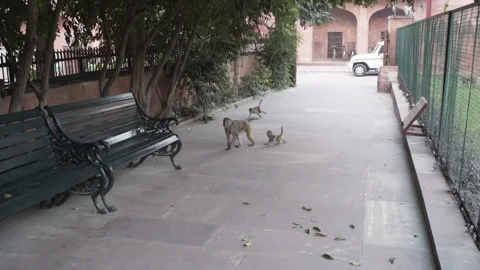 Monkeys in India Stock Footage 267895169