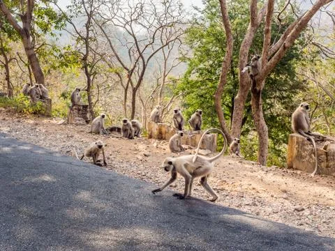 Monkeys in India Stock Photos