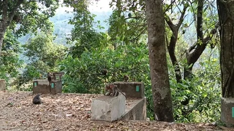 Monkeys in india in the wild a pack of angry monkeys Stock Footage 269355755