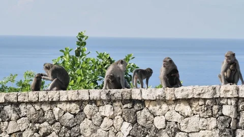 Monkeys Indonesia Slowmotion 4k Stock Footage 120675604