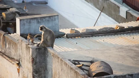 Monkeys inhabit in Udaipur Stock Footage 165340293