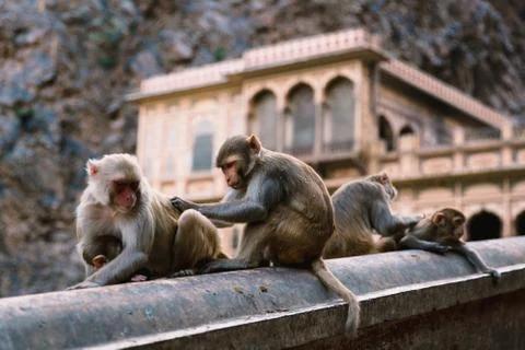 Monkeys, Jaipur Stock-Fotos