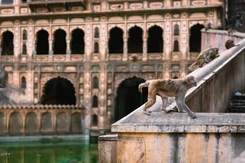 Monkeys, Jaipur Stockfoto's