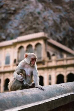 Monkeys, Jaipur Stock Photos