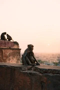 Monkeys, Jaipur Stock Photos