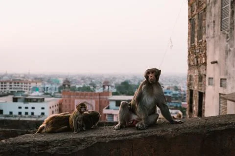 Monkeys, Jaipur Stock Photos