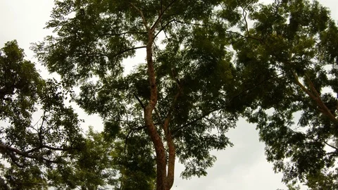 Monkeys jump in crown of tree branches fall down bottom view Stock Footage 98756522
