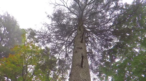 Monkeys jump on a high rise tree Stock Footage 42799159