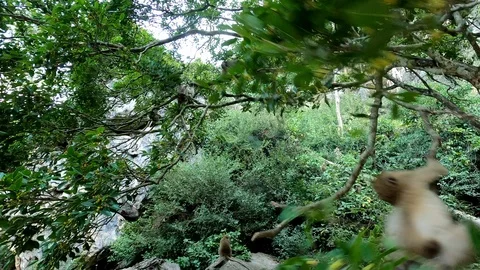 Monkeys jump on tree branches and feed from human hands Stock Footage 125415348