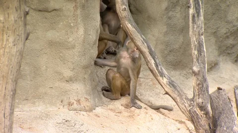 Monkeys jumping around Stock Footage 88344983