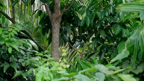 Monkeys jumping Stock Footage 239745645