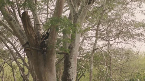 Monkeys jumping through trees in a national park Stock Footage 270342364
