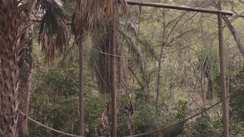 Monkeys jumping through trees in a national park Stock Footage 270342378