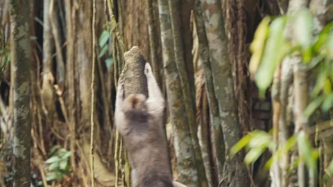 Monkeys jumping off a tree in the Monkey Forest, Ubud, Bali, Indonesia. Stock Footage 271449054