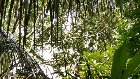 Monkeys jumps from high branch to much lower one in jungle Stock Footage 123550419