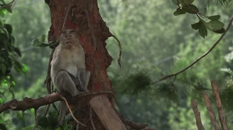 Monkeys in the Jungle Vídeo Stock 52373302