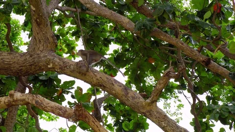 Monkey(s) in Jungle Stock Footage 97790718