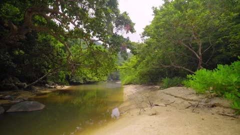 Monkey(s) in Jungle Stock Footage 97791257