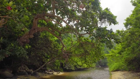 Monkey(s) in Jungle Stock Footage 97792526