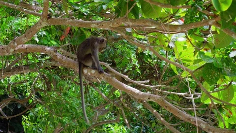 Monkey(s) in Jungle Stock Footage 97795007