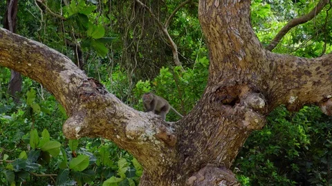 Monkey(s) in Jungle Stock Footage 97795184