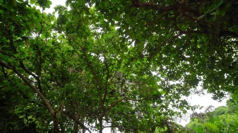 Monkey(s) in Jungle Stock Footage 97796365