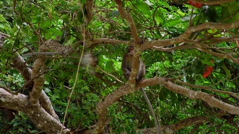 Monkey(s) in Jungle Stock Footage 97796488