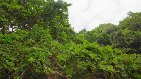 Monkey(s) in Jungle Stock Footage 97796703