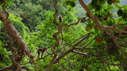 Monkey(s) in Jungle Stock Footage 97797015