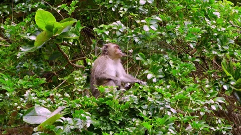 Monkey(s) in Jungle Stock Footage 97910654