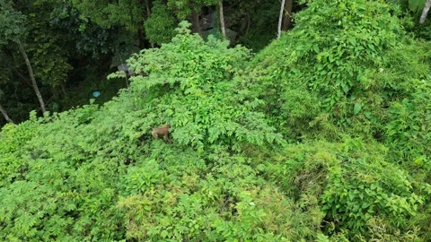 Monkeys in the jungle Video stock 303403473