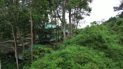 Monkeys in the jungle Video stock 303403857