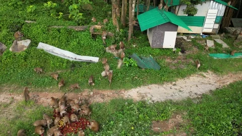 Monkeys in the jungle Video stock 303403957