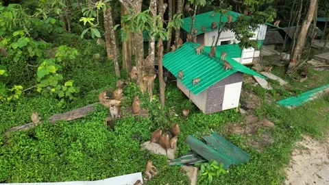 Monkeys in the jungle Video stock 303403973