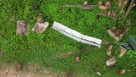 Monkeys in the jungle Video stock 303403974