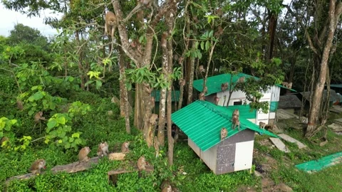 Monkeys in the jungle Stock Footage 303403981