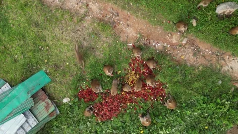 Monkeys in the jungle Video stock 303403987