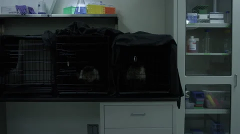 Monkeys kept in different cages at veterinary clinic Vídeo Stock 67555303