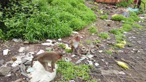 Monkeys at Khandala Vídeos de archivo 140988556
