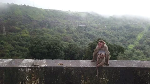 Monkeys at Khandala 스톡 동영상 140989848