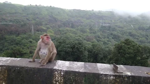 Monkeys at Khandala Stock Footage 140990066