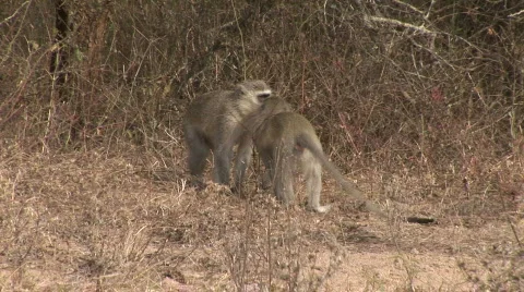 Monkeys kissing Vidéo 531851