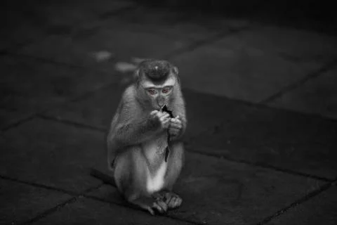 The monkeys last bite of the fruit Stock Photos