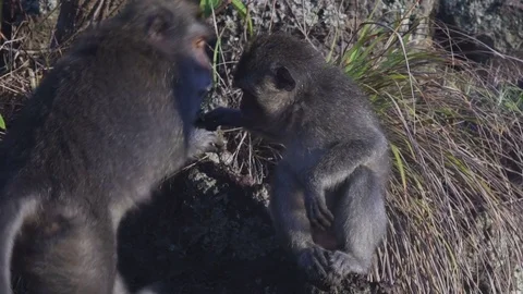 Monkeys on lava rock in mountain volcano Batur Bali Indonesia Stock Footage 83696809