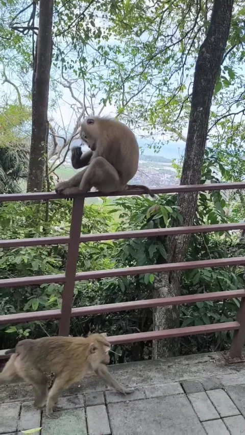 Monkeys laying down Stock Footage 281624589